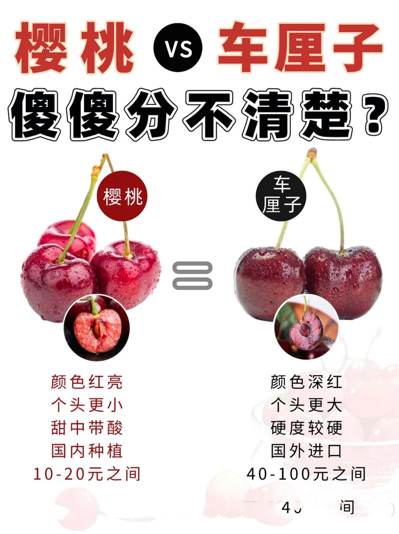 车厘子就是樱桃吗(樱桃是否叫车厘子)-第1张图片-花花知道网 车厘子就是樱桃吗(樱桃是否叫车厘子)-第1张图片-花花知道网