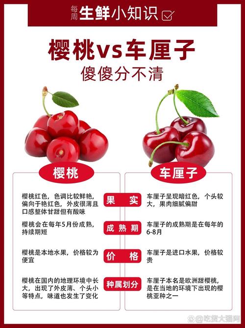 车厘子就是樱桃吗(樱桃是否叫车厘子)-第2张图片-花花知道网 车厘子就是樱桃吗(樱桃是否叫车厘子)-第2张图片-花花知道网