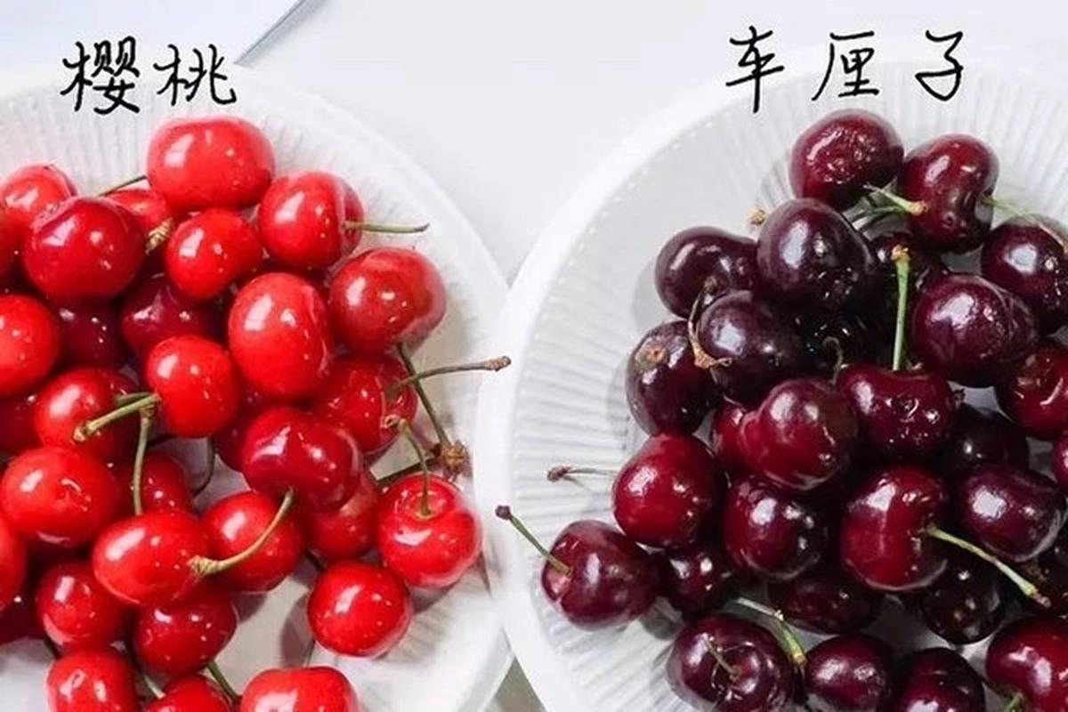 车厘子就是樱桃吗(樱桃是否叫车厘子)-第5张图片-花花知道网 车厘子就是樱桃吗(樱桃是否叫车厘子)-第5张图片-花花知道网