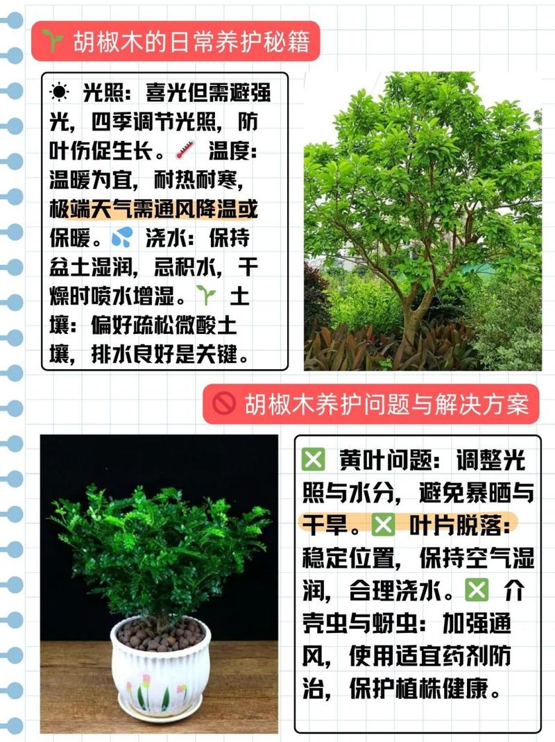 胡椒木怎么扦插(胡椒木扦插多久生根)-第2张图片-花花知道网 胡椒木怎么扦插(胡椒木扦插多久生根)-第2张图片-花花知道网