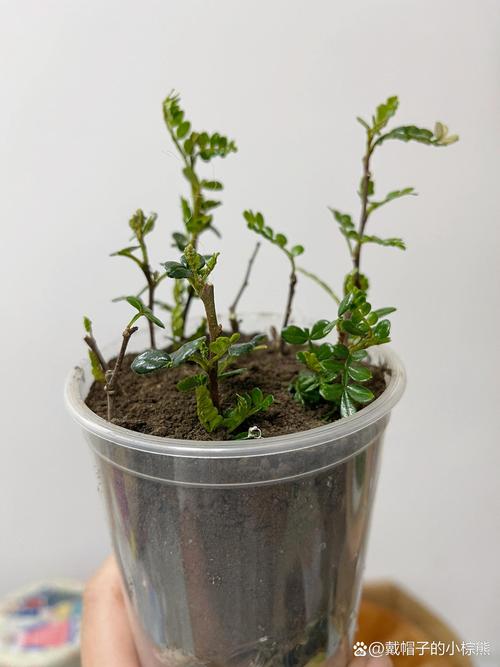 胡椒木怎么扦插(胡椒木扦插多久生根)-第4张图片-花花知道网 胡椒木怎么扦插(胡椒木扦插多久生根)-第4张图片-花花知道网
