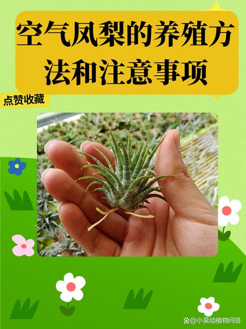 观赏凤梨这么养(请问凤梨怎么养)-第1张图片-花花知道网 观赏凤梨这么养(请问凤梨怎么养)-第1张图片-花花知道网