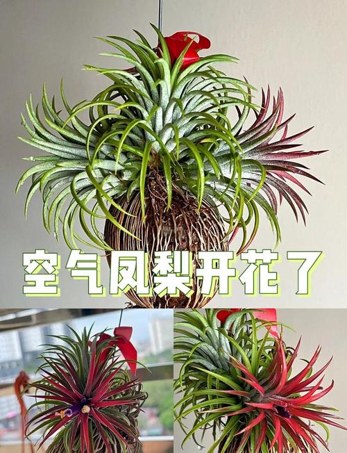 观赏凤梨这么养(请问凤梨怎么养)-第4张图片-花花知道网 观赏凤梨这么养(请问凤梨怎么养)-第4张图片-花花知道网