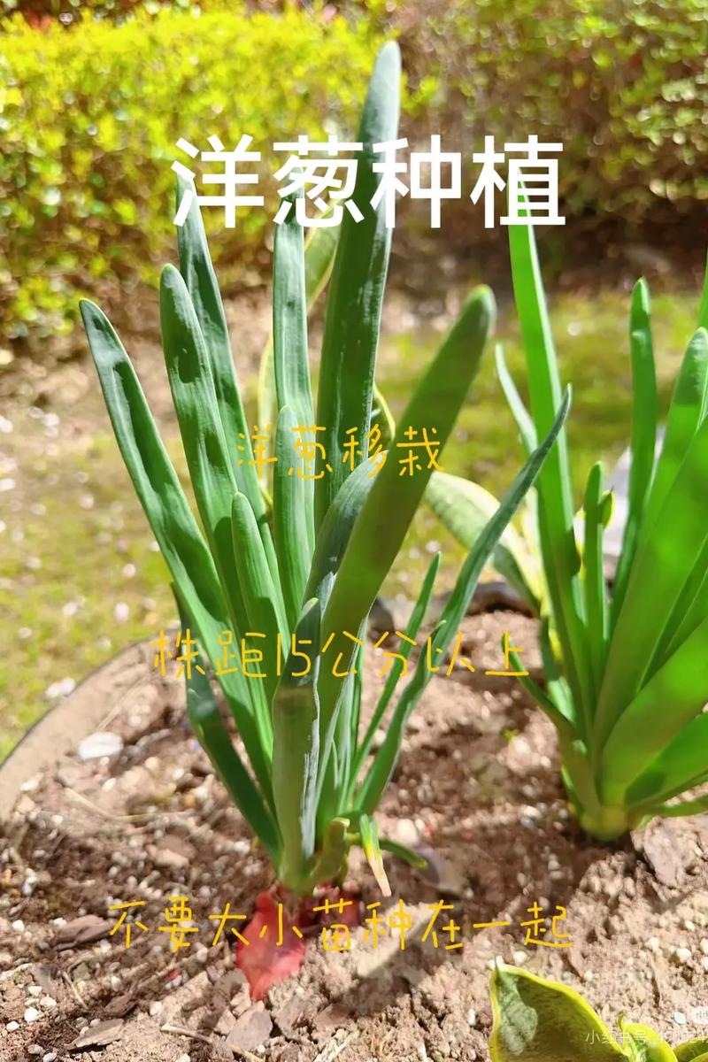 洋葱怎么种植(紫皮洋葱怎么种植)-第1张图片-花花知道网 洋葱怎么种植(紫皮洋葱怎么种植)-第1张图片-花花知道网
