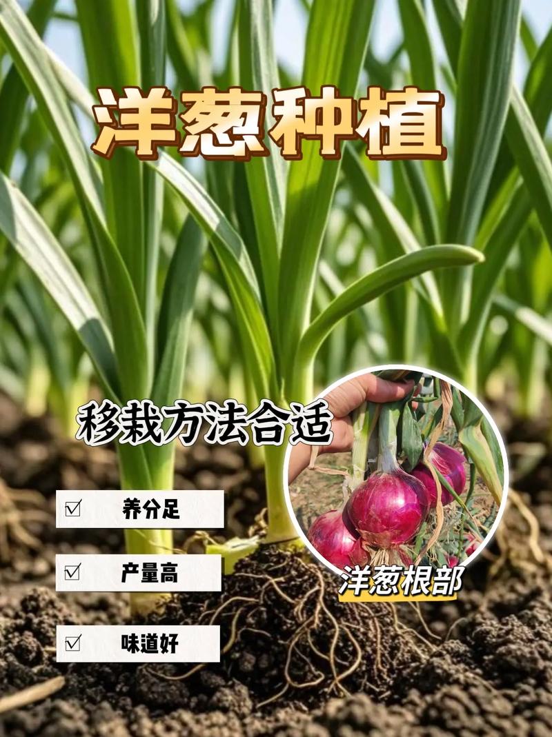 洋葱怎么种植(紫皮洋葱怎么种植)-第2张图片-花花知道网 洋葱怎么种植(紫皮洋葱怎么种植)-第2张图片-花花知道网