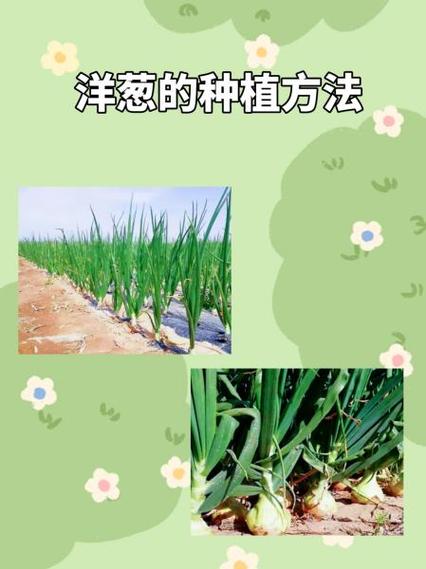 洋葱怎么种植(紫皮洋葱怎么种植)-第3张图片-花花知道网 洋葱怎么种植(紫皮洋葱怎么种植)-第3张图片-花花知道网
