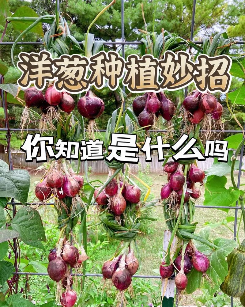 洋葱怎么种植(紫皮洋葱怎么种植)-第4张图片-花花知道网 洋葱怎么种植(紫皮洋葱怎么种植)-第4张图片-花花知道网