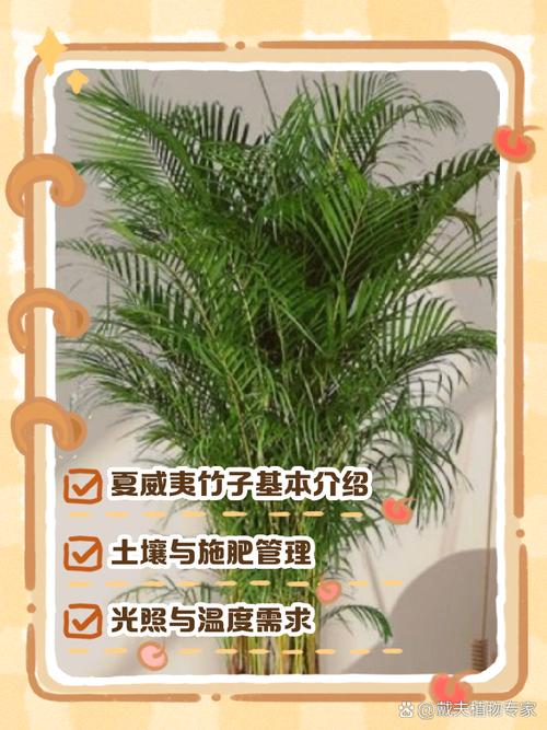 夏威夷椰子怎么浇水（夏威夷椰子多久浇一次水）-第2张图片-花花知道网
