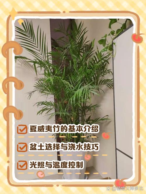 夏威夷椰子怎么浇水（夏威夷椰子多久浇一次水）-第5张图片-花花知道网