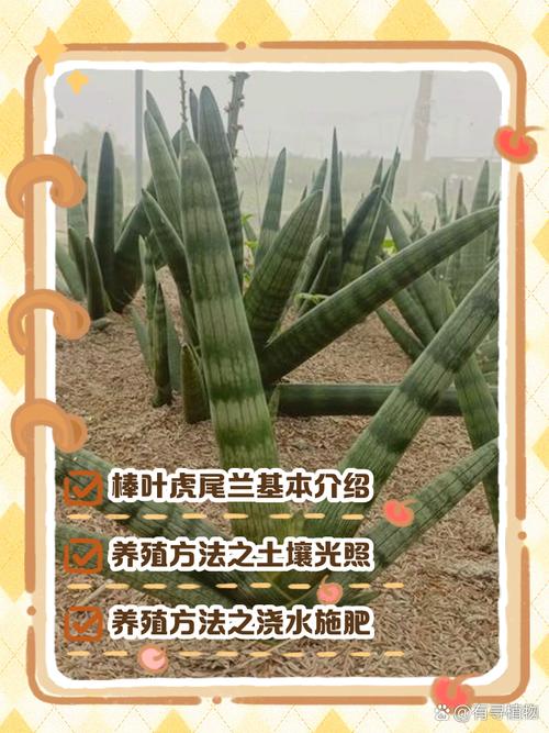 棒叶虎尾兰如何养殖(棒叶虎尾兰小苗怎么养成直的)-第2张图片-花花知道网 棒叶虎尾兰如何养殖(棒叶虎尾兰小苗怎么养成直的)-第2张图片-花花知道网