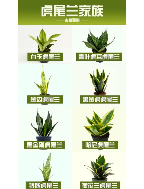 棒叶虎尾兰如何养殖(棒叶虎尾兰小苗怎么养成直的)-第5张图片-花花知道网 棒叶虎尾兰如何养殖(棒叶虎尾兰小苗怎么养成直的)-第5张图片-花花知道网