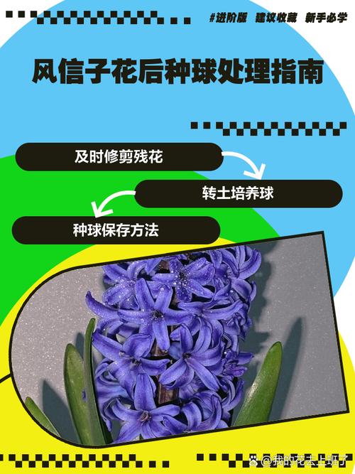 风信子开花后怎么处理（风信子花怎么养）-第1张图片-花花知道网