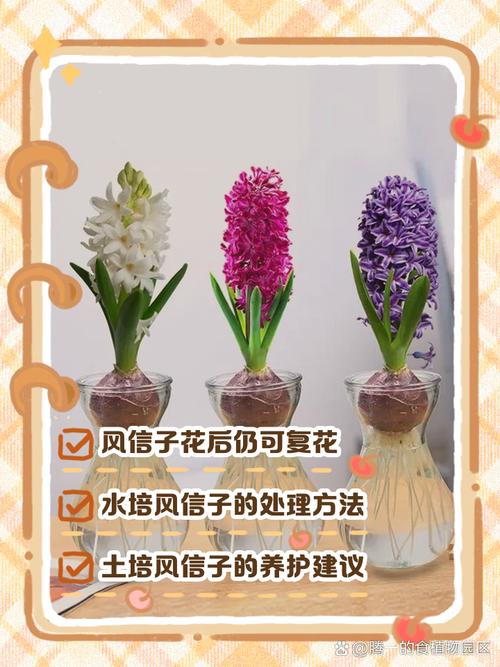 风信子开花后怎么处理（风信子花怎么养）-第3张图片-花花知道网