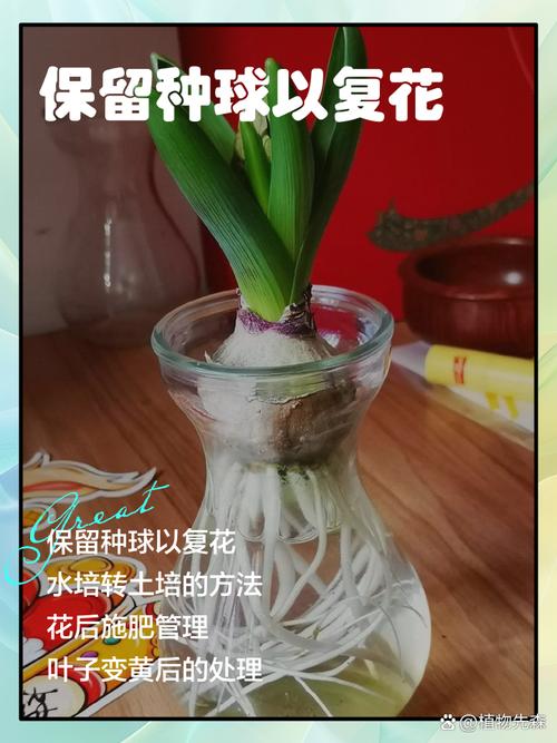 风信子开花后怎么处理（风信子花怎么养）-第4张图片-花花知道网