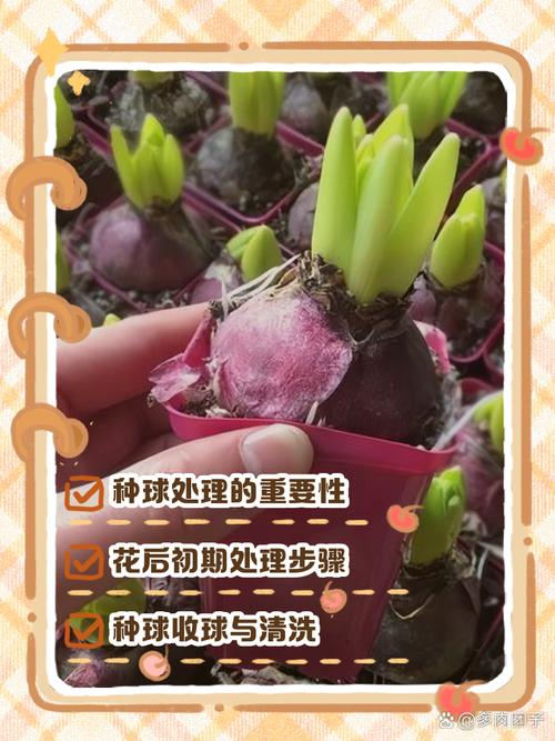 风信子开花后怎么处理（风信子花怎么养）-第5张图片-花花知道网