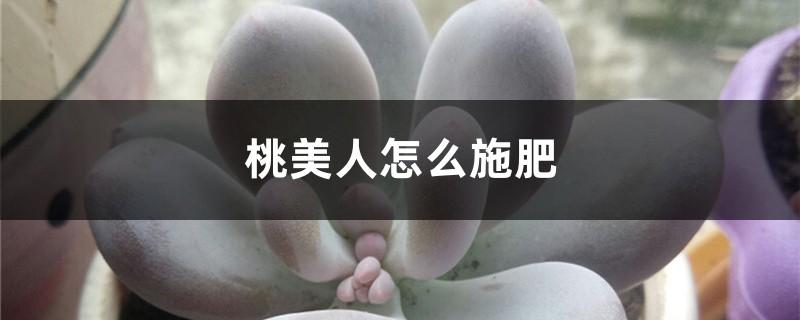 桃美人怎么施肥(桃美人用什么肥料)-第1张图片-花花知道网 桃美人怎么施肥(桃美人用什么肥料)-第1张图片-花花知道网