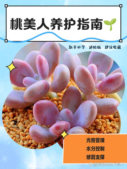 桃美人怎么施肥(桃美人用什么肥料)-第4张图片-花花知道网 桃美人怎么施肥(桃美人用什么肥料)-第4张图片-花花知道网