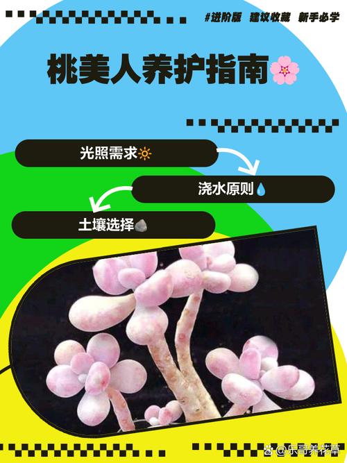 桃美人怎么施肥(桃美人用什么肥料)-第6张图片-花花知道网 桃美人怎么施肥(桃美人用什么肥料)-第6张图片-花花知道网
