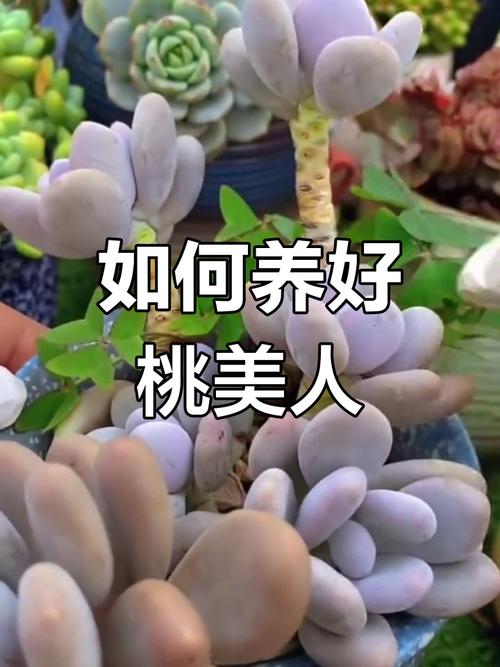 桃美人怎么施肥(桃美人用什么肥料)-第7张图片-花花知道网 桃美人怎么施肥(桃美人用什么肥料)-第7张图片-花花知道网