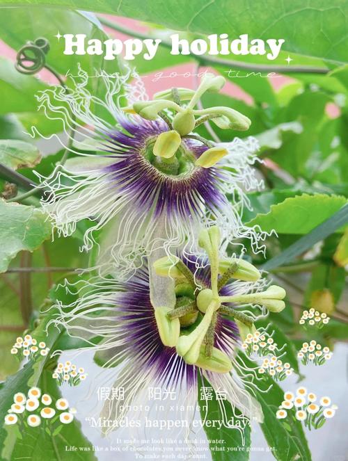 百香果怎样授花粉(百香果花怎么授粉)-第2张图片-花花知道网 百香果怎样授花粉(百香果花怎么授粉)-第2张图片-花花知道网