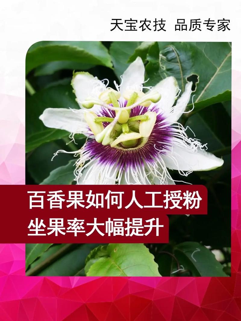 百香果怎样授花粉(百香果花怎么授粉)-第6张图片-花花知道网 百香果怎样授花粉(百香果花怎么授粉)-第6张图片-花花知道网