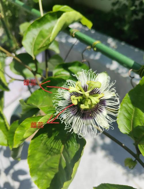 百香果怎样授花粉(百香果花怎么授粉)-第7张图片-花花知道网 百香果怎样授花粉(百香果花怎么授粉)-第7张图片-花花知道网