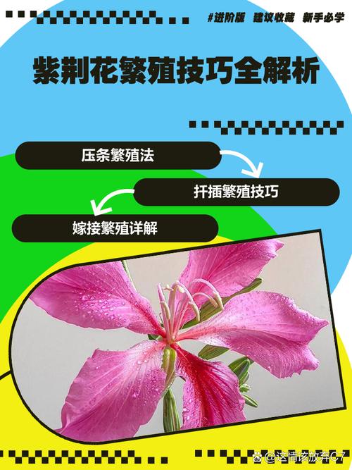 紫金花怎么繁殖(紫金花怎样种植)-第1张图片-花花知道网 紫金花怎么繁殖(紫金花怎样种植)-第1张图片-花花知道网