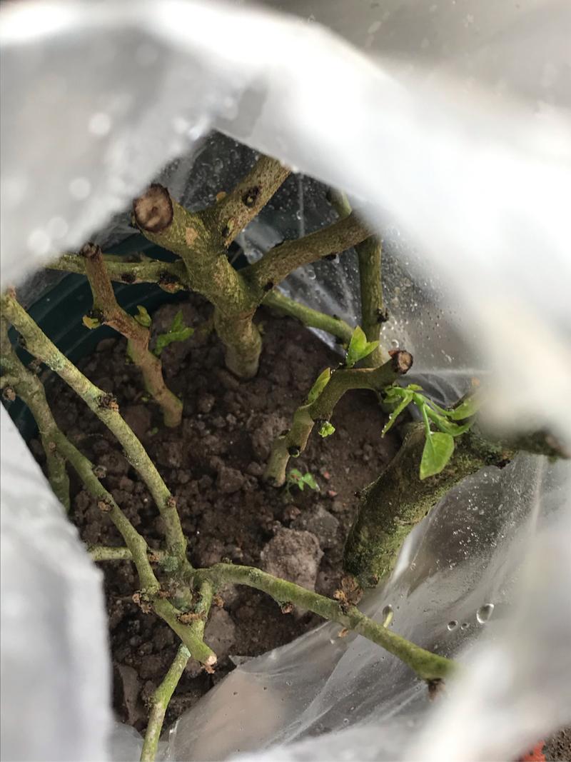 紫金花怎么繁殖(紫金花怎样种植)-第3张图片-花花知道网 紫金花怎么繁殖(紫金花怎样种植)-第3张图片-花花知道网