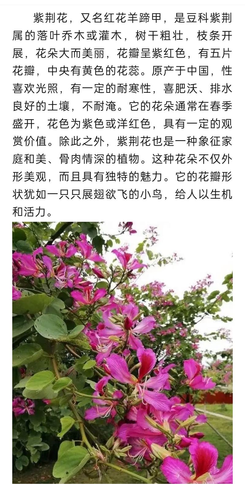 紫金花怎么繁殖(紫金花怎样种植)-第5张图片-花花知道网 紫金花怎么繁殖(紫金花怎样种植)-第5张图片-花花知道网