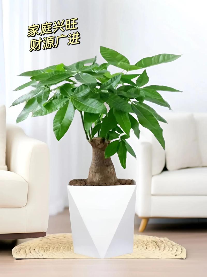 发财树长寿···夏天就是鬼门关（发财树的寿命长吗）-第1张图片-花花知道网