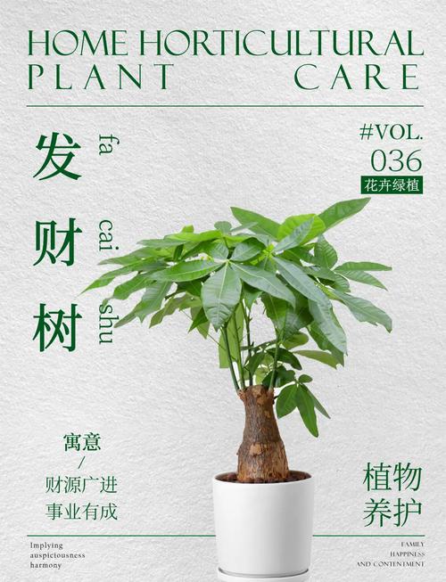发财树长寿···夏天就是鬼门关（发财树的寿命长吗）-第2张图片-花花知道网