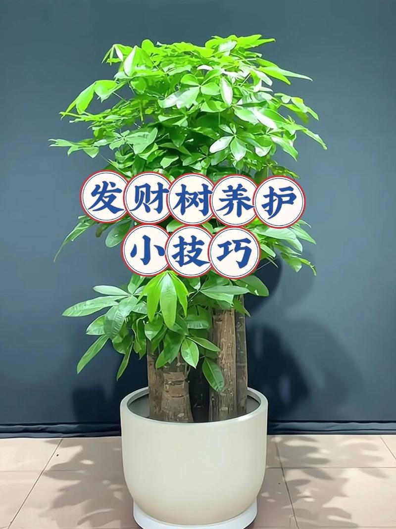 发财树长寿···夏天就是鬼门关（发财树的寿命长吗）-第3张图片-花花知道网