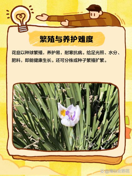 花韭的种植方法(花韭啥时候种)-第2张图片-花花知道网 花韭的种植方法(花韭啥时候种)-第2张图片-花花知道网