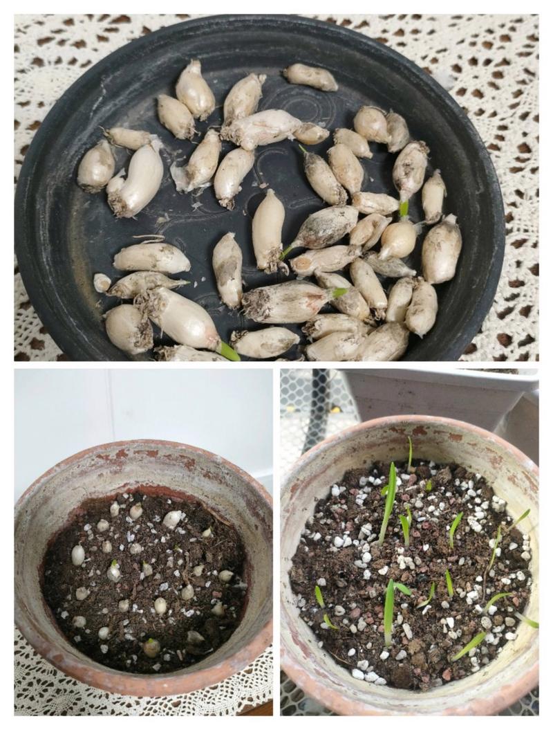 花韭的种植方法(花韭啥时候种)-第3张图片-花花知道网 花韭的种植方法(花韭啥时候种)-第3张图片-花花知道网