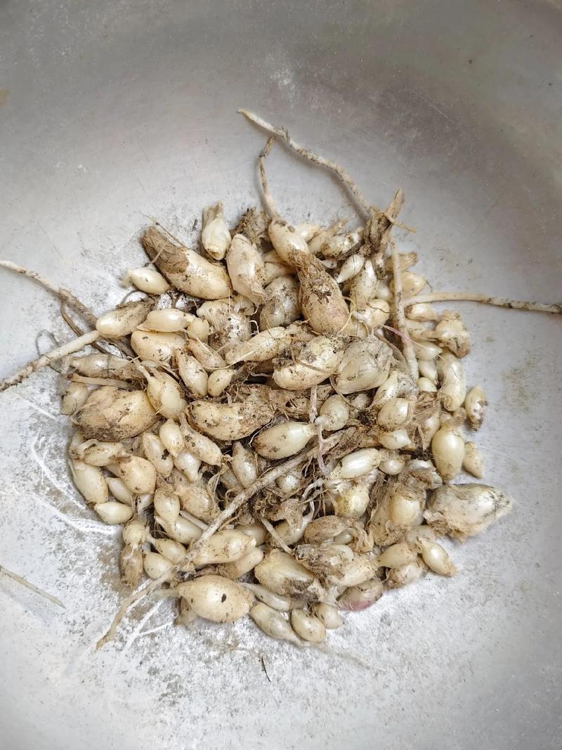 花韭的种植方法(花韭啥时候种)-第5张图片-花花知道网 花韭的种植方法(花韭啥时候种)-第5张图片-花花知道网