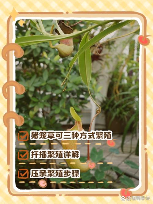 猪笼草种子怎么种（猪笼草种子怎么种贴吧）-第1张图片-花花知道网