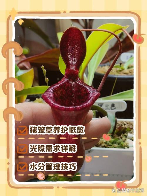 猪笼草种子怎么种（猪笼草种子怎么种贴吧）-第2张图片-花花知道网