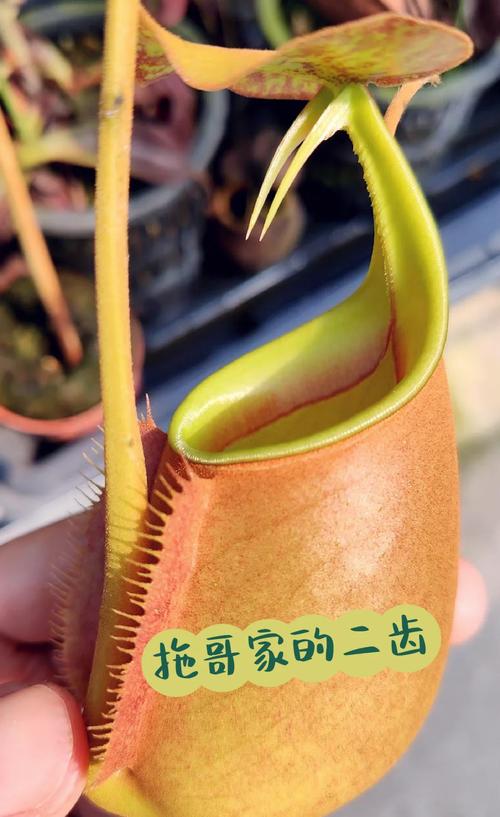 猪笼草种子怎么种（猪笼草种子怎么种贴吧）-第3张图片-花花知道网