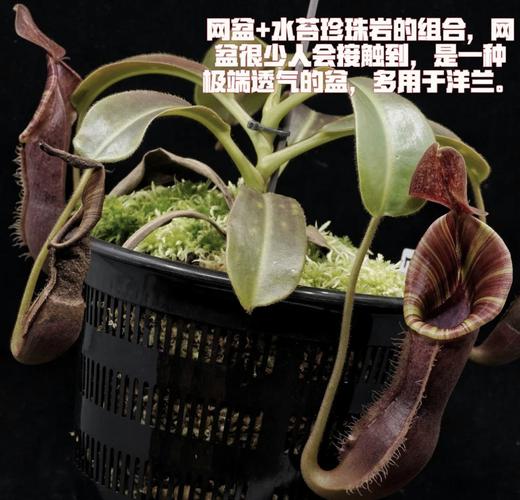 猪笼草种子怎么种（猪笼草种子怎么种贴吧）-第7张图片-花花知道网