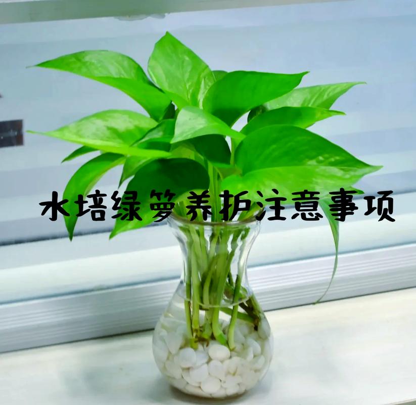 怎么让水培绿萝长得快(水培绿萝怎么才能快速生根)-第3张图片-花花知道网 怎么让水培绿萝长得快(水培绿萝怎么才能快速生根)-第3张图片-花花知道网