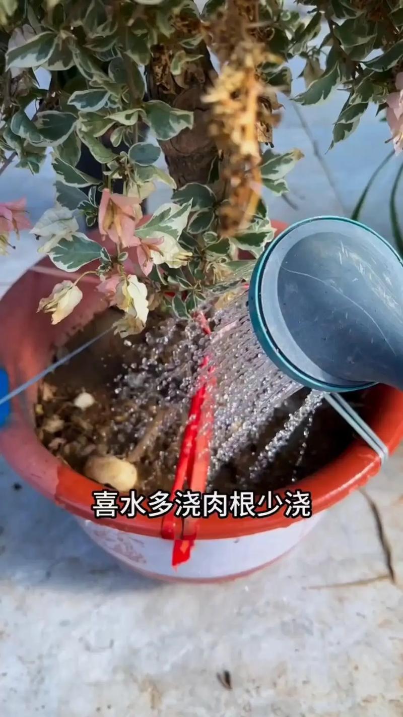 淘米水兑点料（家有淘米水别浪费,往里加“2料”变成优质养花肥）-第1张图片-花花知道网