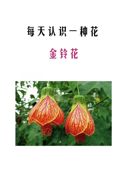 金铃花的种植方法(金铃花的栽培方法)-第3张图片-花花知道网 金铃花的种植方法(金铃花的栽培方法)-第3张图片-花花知道网