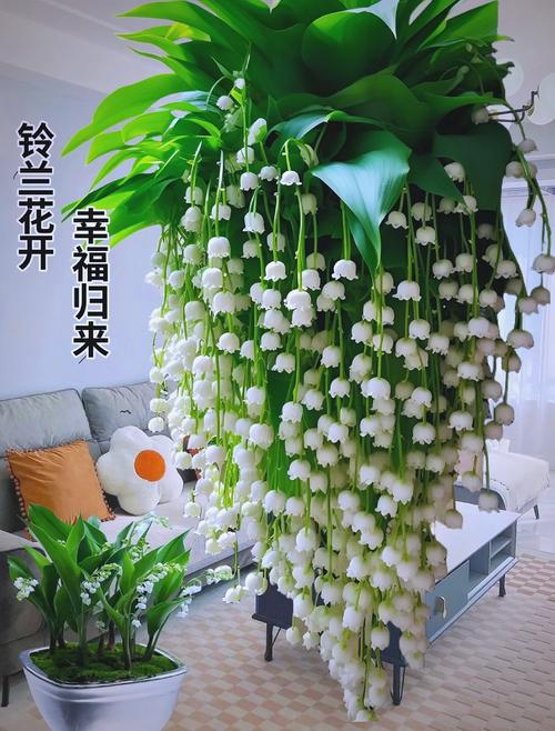 铃兰种球怎么种(铃兰种球怎么种植方法)-第1张图片-花花知道网 铃兰种球怎么种(铃兰种球怎么种植方法)-第1张图片-花花知道网
