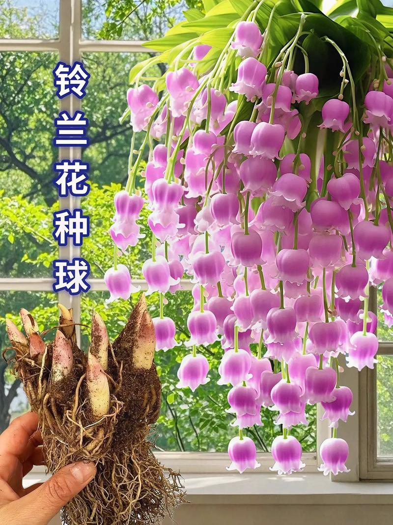 铃兰种球怎么种(铃兰种球怎么种植方法)-第2张图片-花花知道网 铃兰种球怎么种(铃兰种球怎么种植方法)-第2张图片-花花知道网