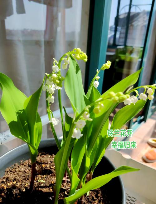 铃兰种球怎么种(铃兰种球怎么种植方法)-第3张图片-花花知道网 铃兰种球怎么种(铃兰种球怎么种植方法)-第3张图片-花花知道网