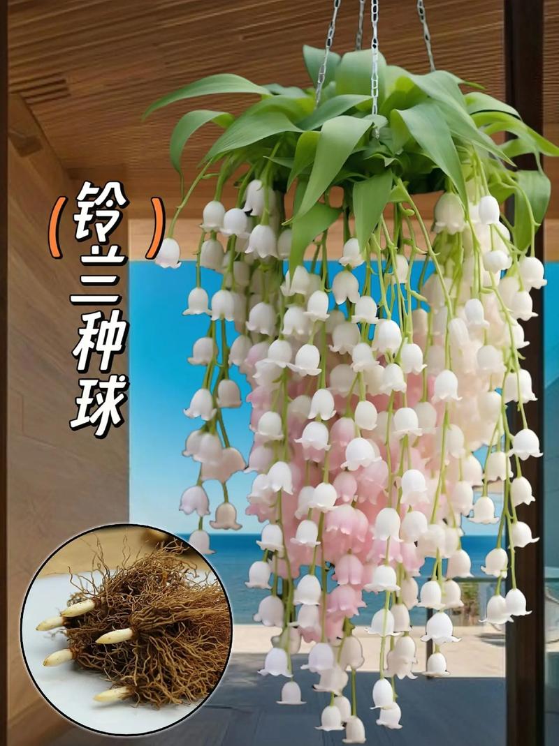 铃兰种球怎么种(铃兰种球怎么种植方法)-第5张图片-花花知道网 铃兰种球怎么种(铃兰种球怎么种植方法)-第5张图片-花花知道网