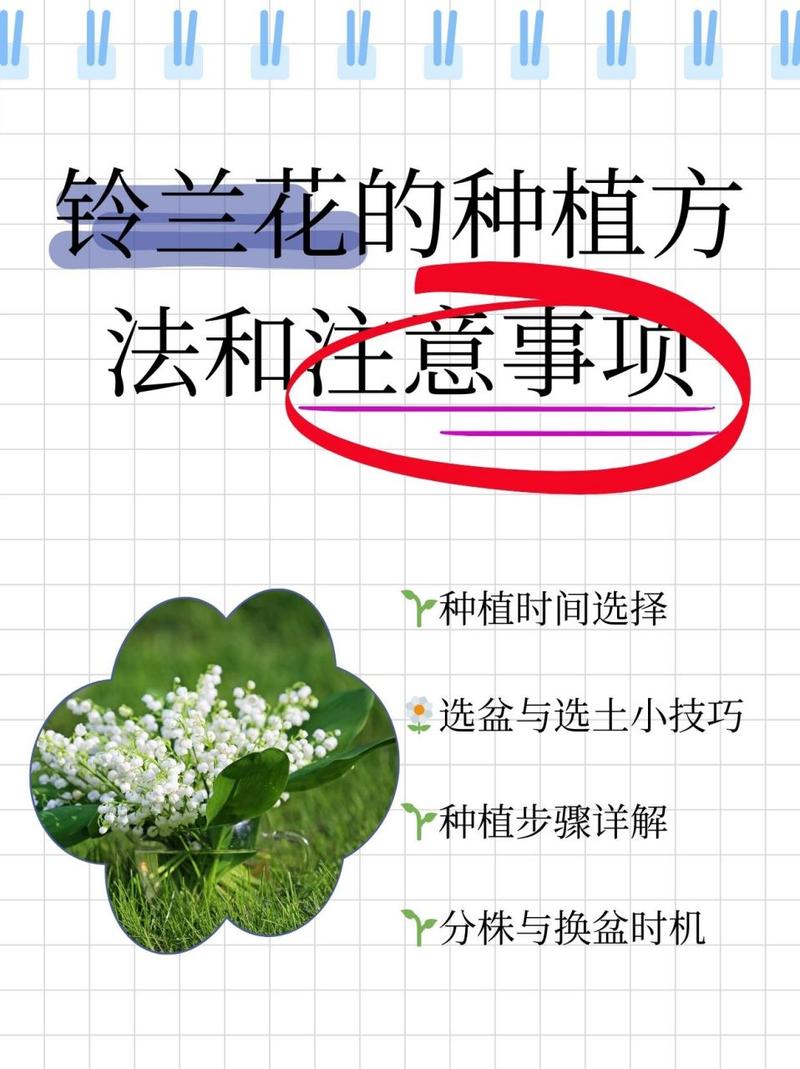 铃兰种球怎么种(铃兰种球怎么种植方法)-第6张图片-花花知道网 铃兰种球怎么种(铃兰种球怎么种植方法)-第6张图片-花花知道网