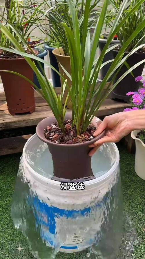 刚种下的兰花怎么浇水(刚种下去的兰花要多久才可以浇水)-第6张图片-花花知道网 刚种下的兰花怎么浇水(刚种下去的兰花要多久才可以浇水)-第6张图片-花花知道网