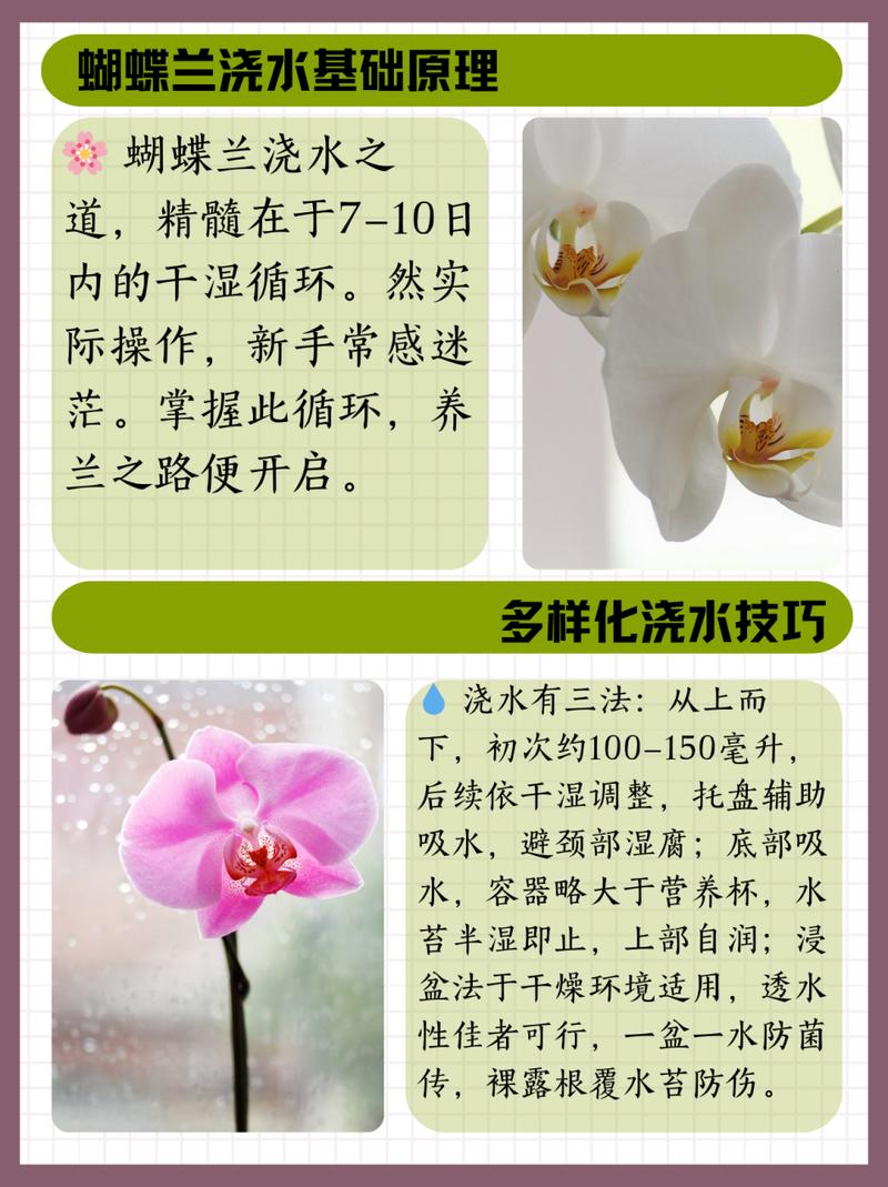 兰花多久浇一次水(室内墨兰花多久浇一次水)-第4张图片-花花知道网 兰花多久浇一次水(室内墨兰花多久浇一次水)-第4张图片-花花知道网