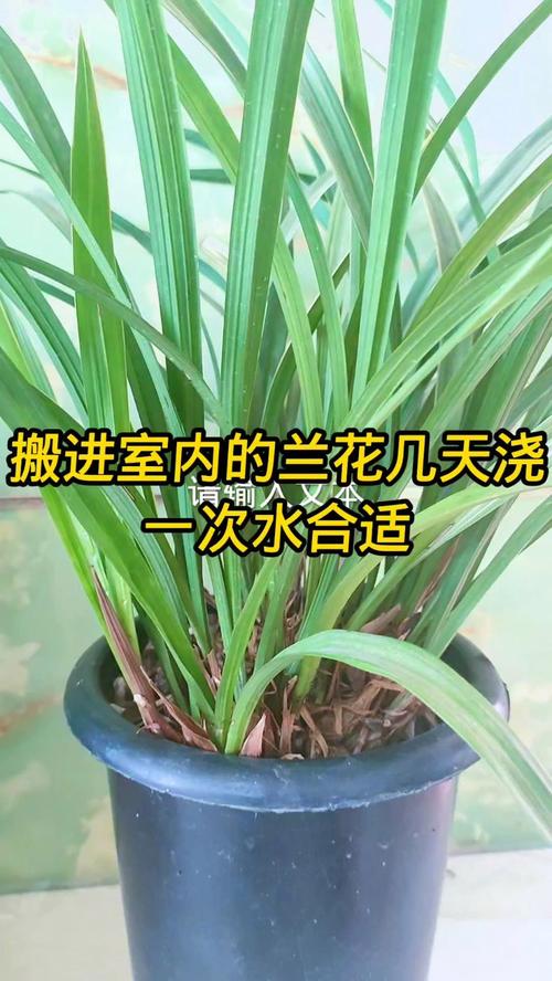 兰花多久浇一次水(室内墨兰花多久浇一次水)-第5张图片-花花知道网 兰花多久浇一次水(室内墨兰花多久浇一次水)-第5张图片-花花知道网